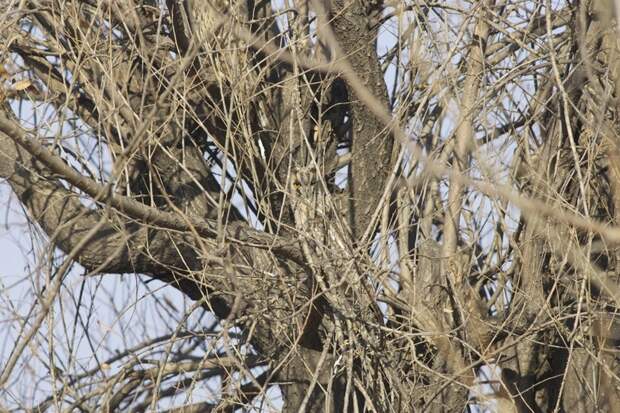 Совы-невидимки: 16 фото, на которых найти сову — задача не из легких