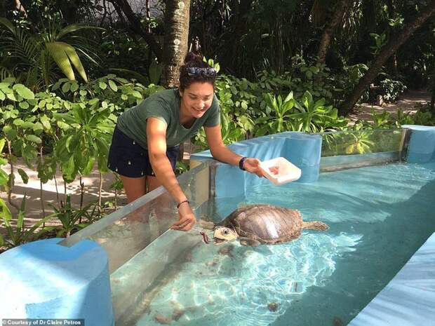 Ветеринар из Лондона приехала на Мальдивы спасать черепах Мальдивы, ветеринар, реабилитация, сети, спасение животных, спасение черепахи, черепаха, черепахи