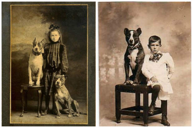 Исторические фотографии о Nanny Dogs: лучшие няньки - это питбули Nanny Dogs, дети, история, няньки, питбули, факты