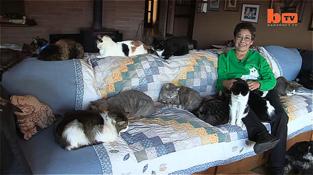 За свою жизнь она помогла уже более 28 000 кошек видео, кошатница, кошачий рай, кошки, помощь животным