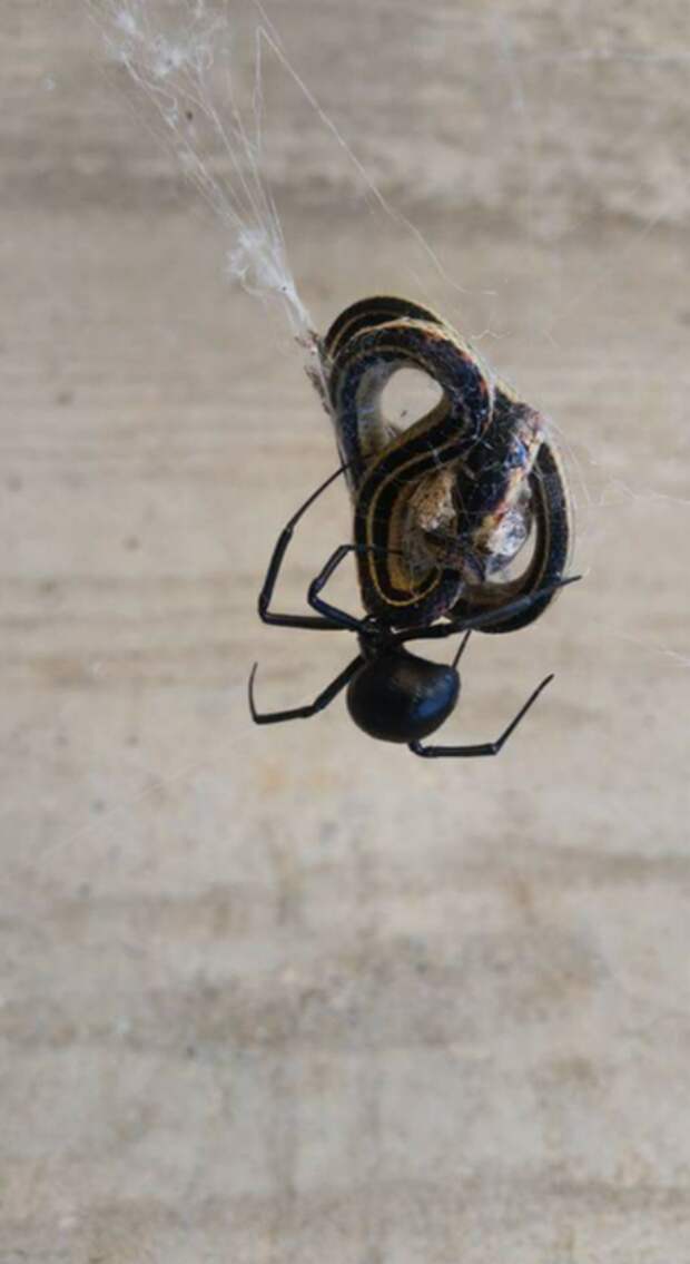 6. Черная вдова поймала змею животные, жутко, интересное, насекомые, подборка, природа, ужас, фото