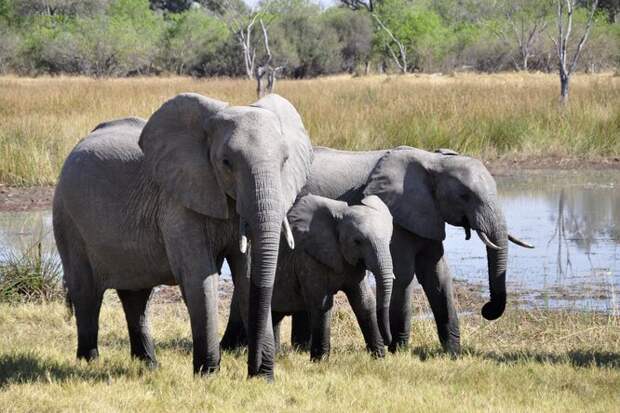 Правда ли, что слоны помнят вообще все, что с ними было? Этот вопрос загнал в тупик 9 из 10 взрослых!