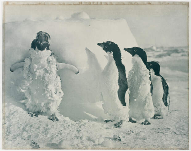 Первая Австралийская антарктическая экспедиция в фотографиях Фрэнка Хёрли 1911-1914 8