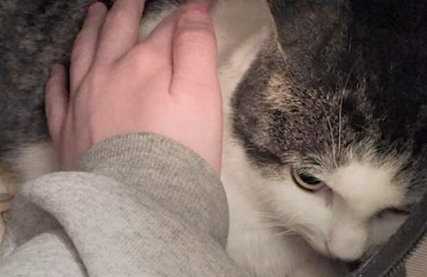 Недовольная кошка