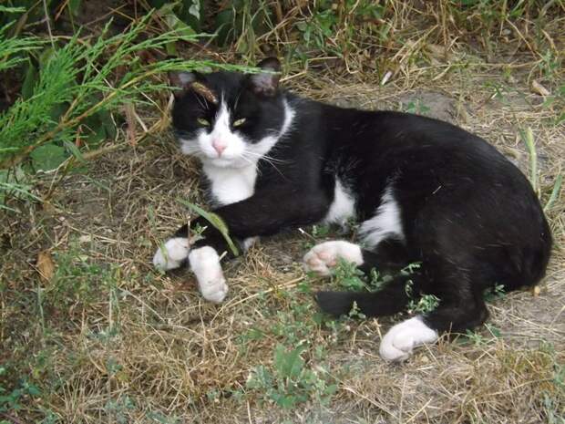 Немного котиков животные, коты, фото