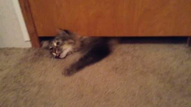 Крупной кошке удалось пролезть под ничтожно узким зазором под дверью видео, животные, жидкость, забавно, кошка