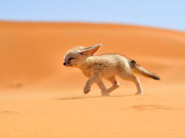natgeowllppr27 natgeowllppr27 Обои для рабочего стола от National Geographic за июнь 2013
