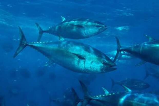 Голубой тунец раскрыл глобальные закономерности загрязнения ртутью в океане