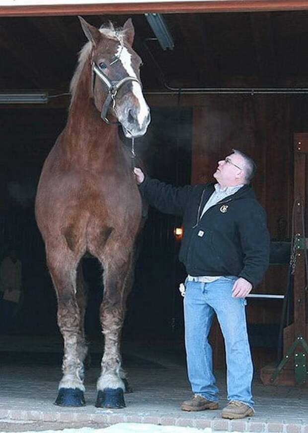 Big Jake рекордсмен по росту среди лошадей