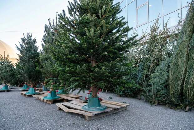 Астраханские эксперты дали советы по выбору новогодней елки