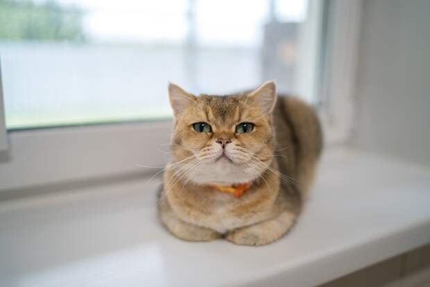 Москитная сетка не спасет. Как защитить домашнюю кошку от падения из окна