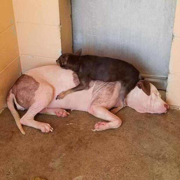 две собаки отдыхают