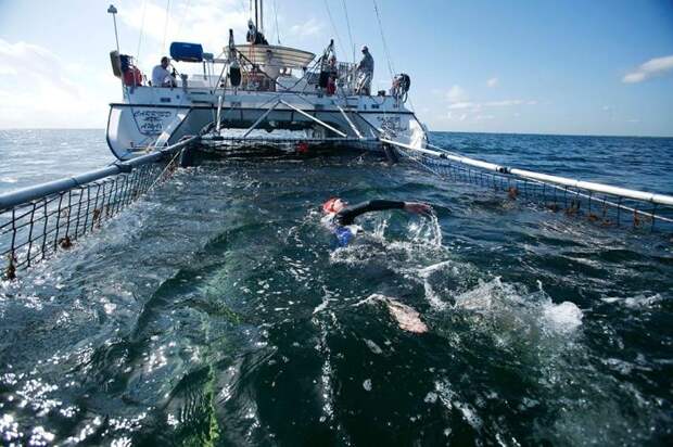 Дженифер Фигге плывет вслед за яхтой в сетке от акул./Фото: ic.pics.livejournal.com