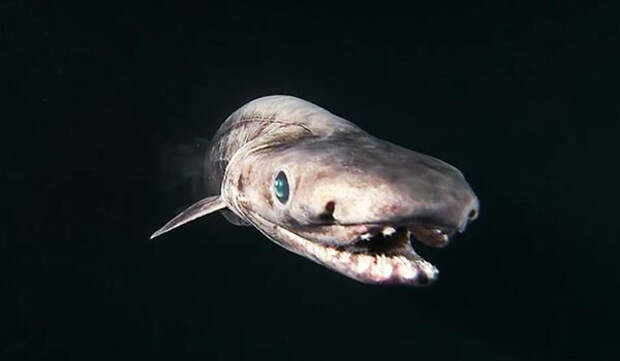 Фото: Плащеносная акула