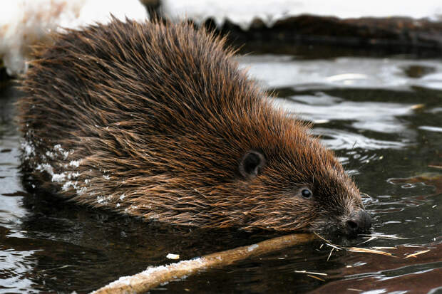 Жителю Москвы придется ответить за бобра