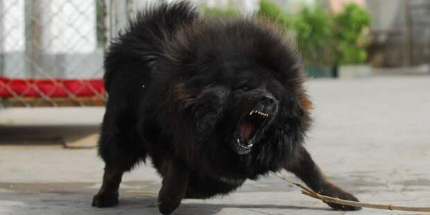 Мощь тибетских мастфов Тибетский Мастиф, пес, собака