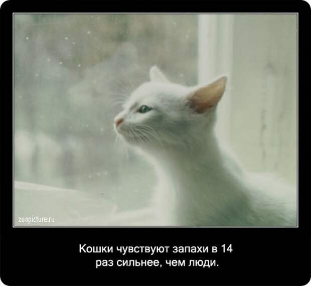 Факты о кошках в картинках