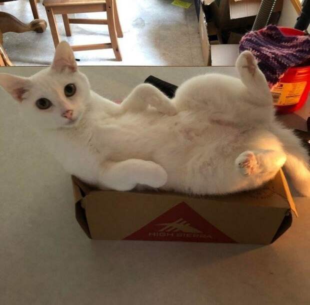Находчивые котики, которые прекрасно устроятся где угодно