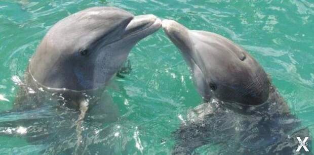 Можно ли считать разумными дельфинов ...