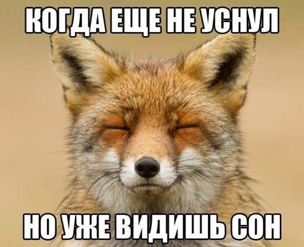 Смешные картинки про сон с надписями (15 фото) Смешные картинки про сон с надписями (15 фото)