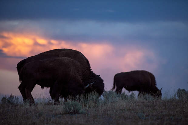 Bison and sunset by Jon Albert on 500px.com