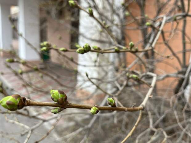 Завтра днем весна ворвется в Астраханскую область