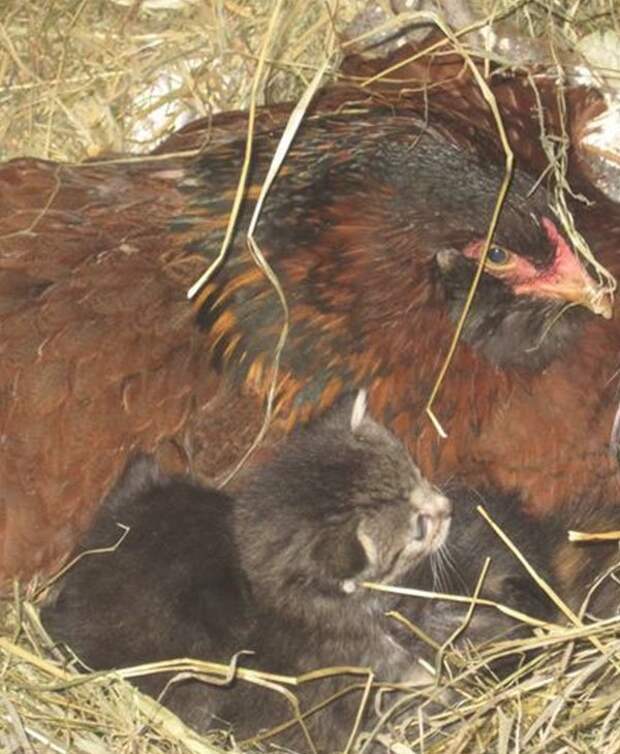 Эта дружелюбная курица вдруг стала прятаться… Заглянув в гнездо, фермер был сражен наповал! кот, курица, материнский инстинкт, спасение