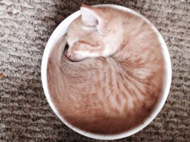 КОТОприколы (22 шт)