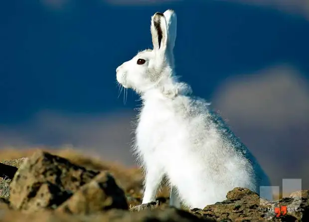 Lepus arcticus. CC0