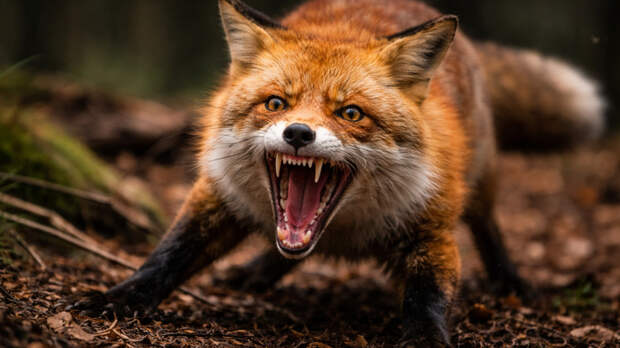 Главный ветеринар Алтайского края о том, почему бешенства стало больше и как с ним борются