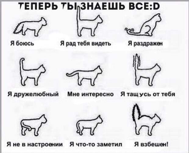Как понять кошку