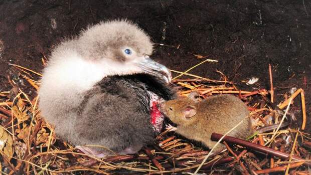 На острове Гоф мыши пожирают альбатросов живьем