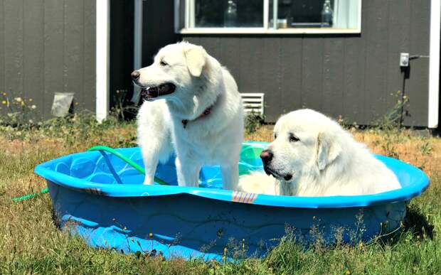 11 Great Pyrenees Trying to Keep Cool