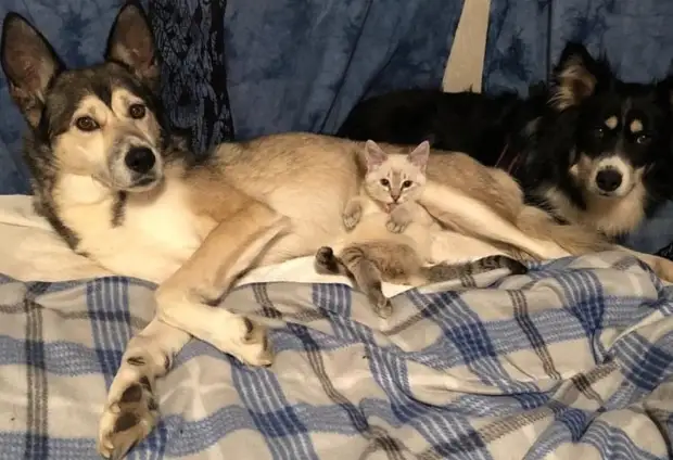 Собака помогла котенку с парализованными лапками