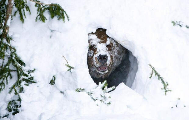 Губернатору Иркутской области подсунули уже убитого медведя?