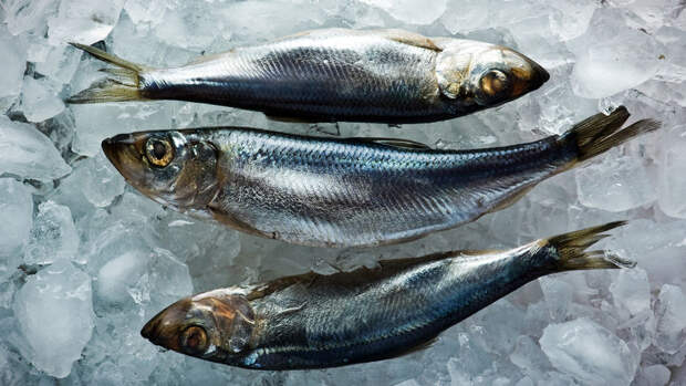 Bloomberg: вылов сельди для корма норвежскому лососю подрывает экологию Балтики