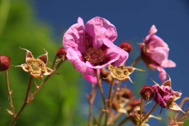Малиноклён душистый, или Малиноклён пахучий, или Малина душистая (Rubus odoratus)