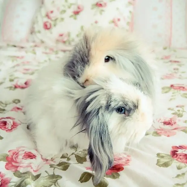 25 милейших кроликов и факты о них