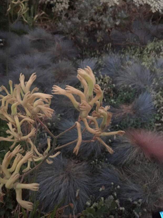 Эти растения выглядят как крошечные руки
