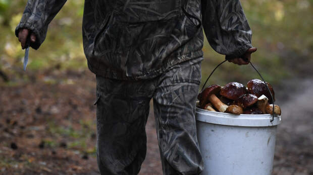 Наступила микроосень: какие леса в Подмосковье полны грибов
