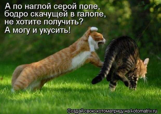 Лучшие котоматрицы недели Лучшие котоматрицы недели