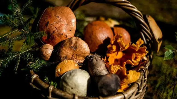 Минсельхоз не планирует ограничивать сбор диких грибов и ягод