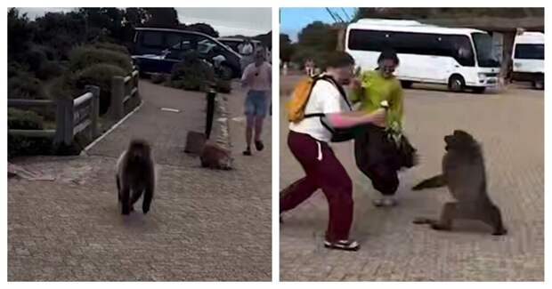 Бабуин попытался отобрать у туристки чипсы