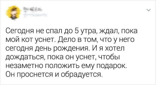 Ситуации, которые показывают, что это кошки заводят нас, а не мы их