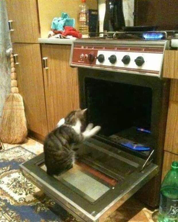 20 фотографий доказывающих, что коты на самом деле одержимы демонами коты одержимы демонами, коты это зло, злые кошки