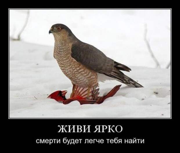 Картинки в черных рамочках  