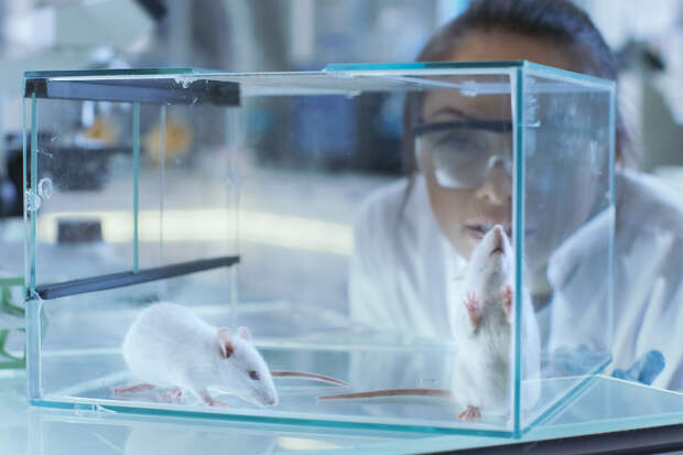 Neuron: самки мышей склонны отдавать социальное предпочтение болеющим сородичам