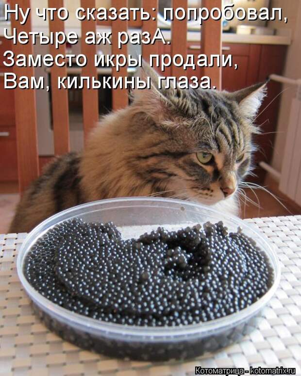 Котоматрица: Ну что сказать: попробовал, Четыре аж разА. Заместо икры продали, Вам, килькины глаза.