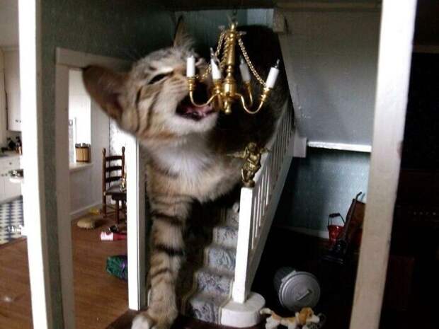 "Наша кошка разрушает дом! Кукольный дом моей дочери!"