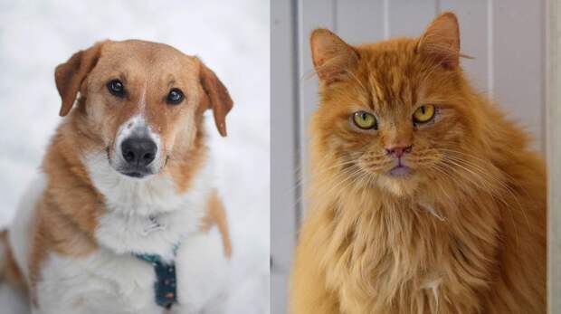 Котопёс недели: возьмите из приюта собаку-стесняку Ряженку или кота-короля Руфуса